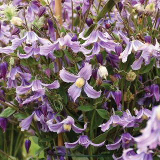 Stand By Me Bush Clematis Thumbnail